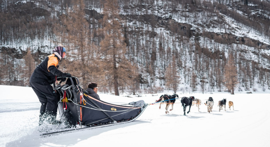 Chiens de traîneau Annecy – Image 3