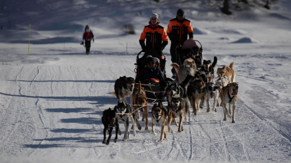 Chiens de traîneau Annecy – Image 4