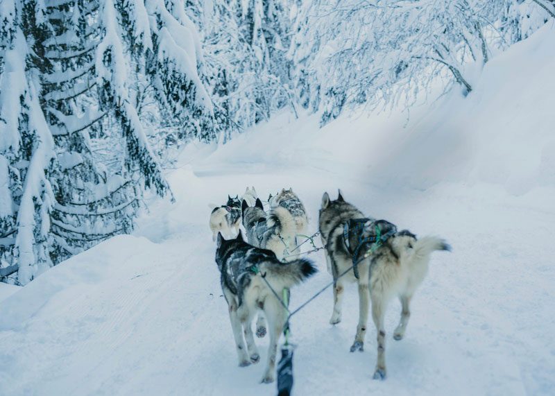 Balade en chiens de traineau dans un paysage enneigé