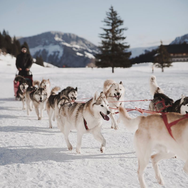 Chien de traineau en pleine balade sur un plateau enneigé